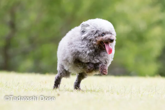 62 Dogs That Had The Makeovers Of Their Lives Done By Japanese Dog Groomer