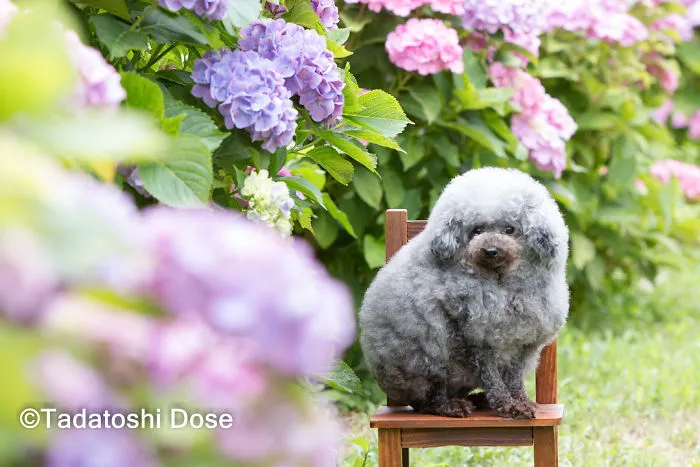 62 Dogs That Had The Makeovers Of Their Lives Done By Japanese Dog Groomer