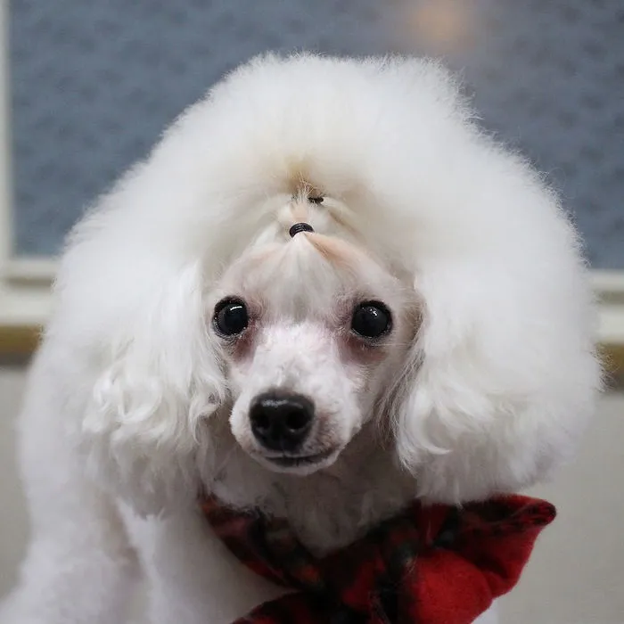 62 Dogs That Had The Makeovers Of Their Lives Done By Japanese Dog Groomer