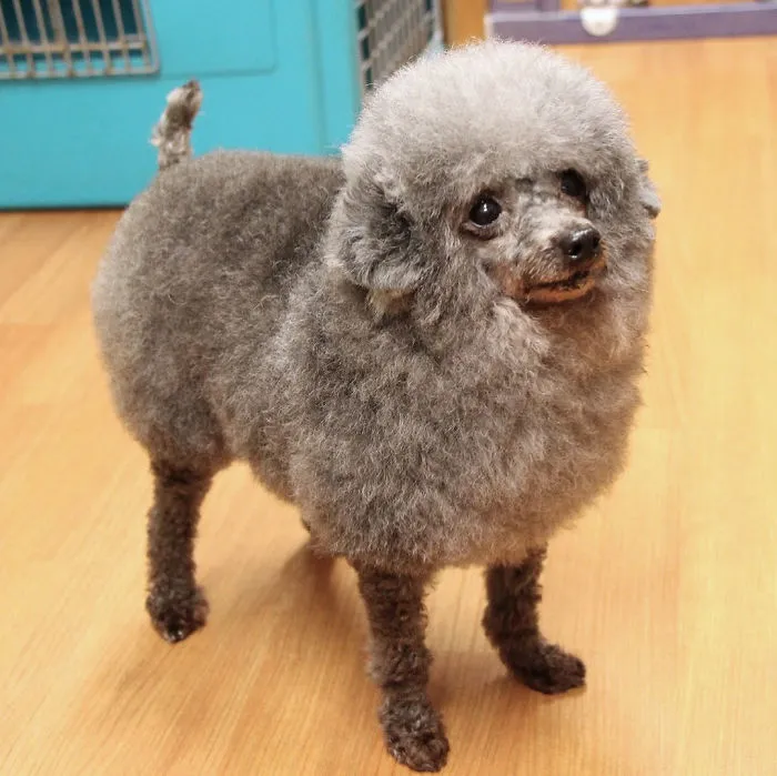 62 Dogs That Had The Makeovers Of Their Lives Done By Japanese Dog Groomer