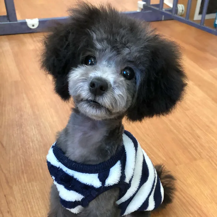 62 Dogs That Had The Makeovers Of Their Lives Done By Japanese Dog Groomer