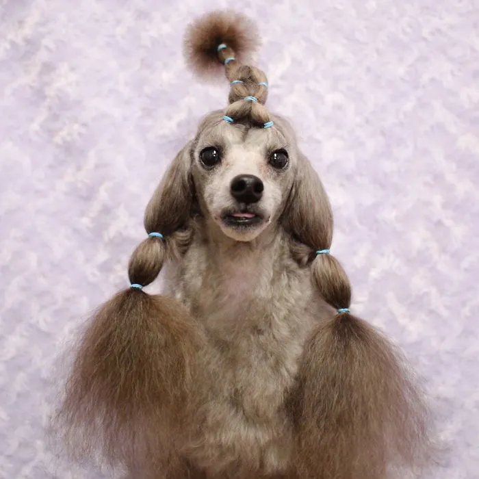 62 Dogs That Had The Makeovers Of Their Lives Done By Japanese Dog Groomer