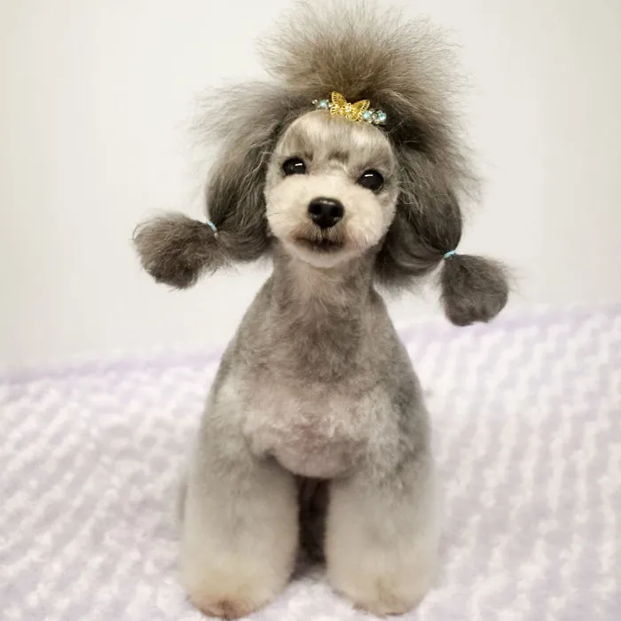 62 Dogs That Had The Makeovers Of Their Lives Done By Japanese Dog Groomer