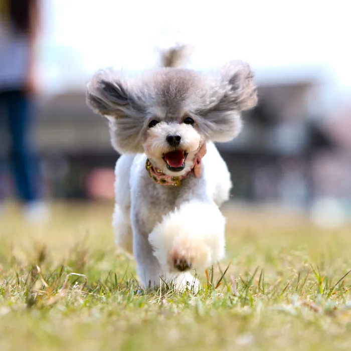 62 Dogs That Had The Makeovers Of Their Lives Done By Japanese Dog Groomer