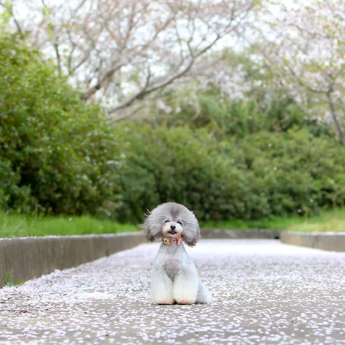 62 Dogs That Had The Makeovers Of Their Lives Done By Japanese Dog Groomer