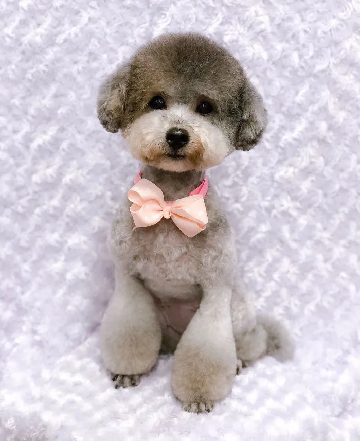 62 Dogs That Had The Makeovers Of Their Lives Done By Japanese Dog Groomer