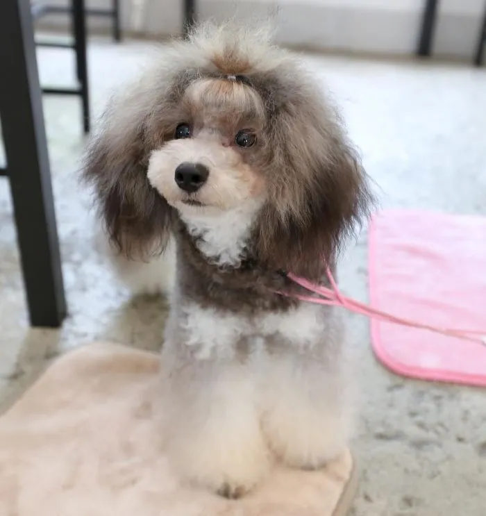 62 Dogs That Had The Makeovers Of Their Lives Done By Japanese Dog Groomer