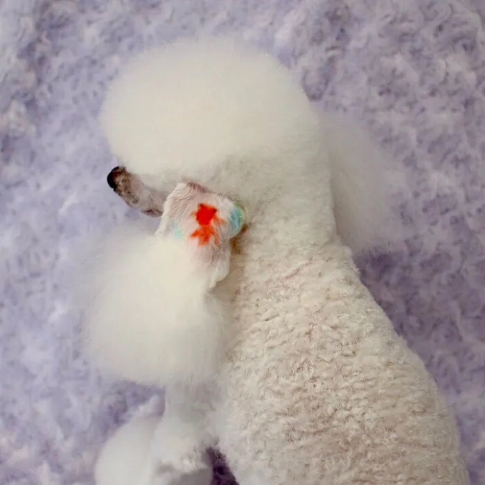 62 Dogs That Had The Makeovers Of Their Lives Done By Japanese Dog Groomer