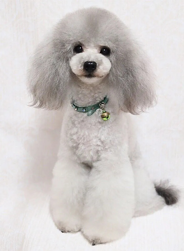 62 Dogs That Had The Makeovers Of Their Lives Done By Japanese Dog Groomer