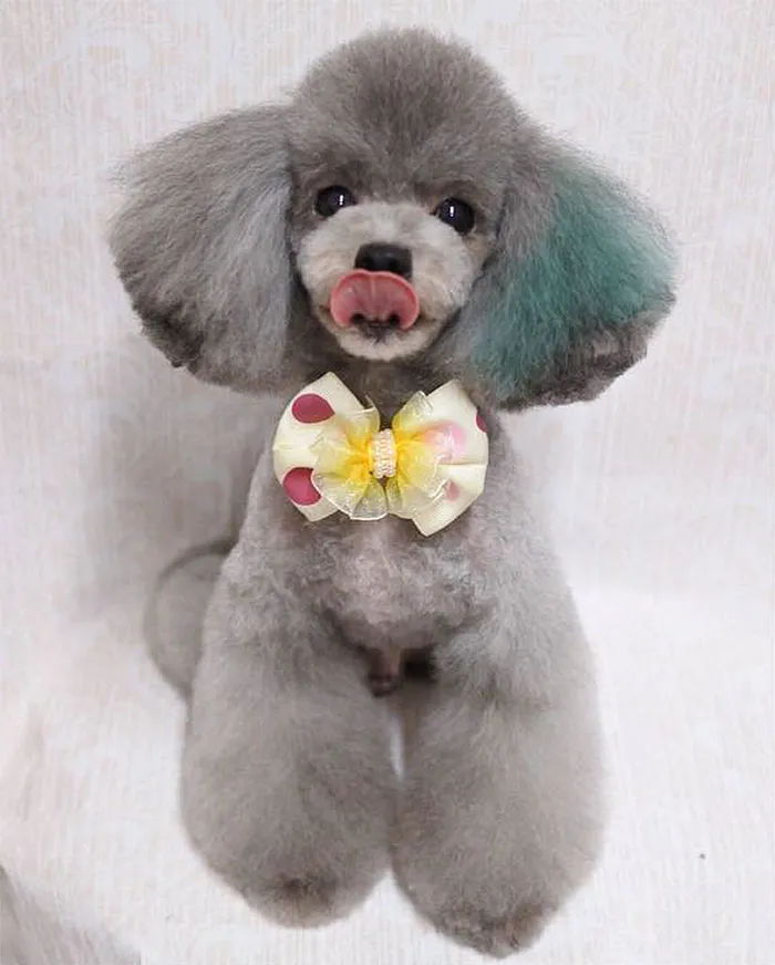 62 Dogs That Had The Makeovers Of Their Lives Done By Japanese Dog Groomer