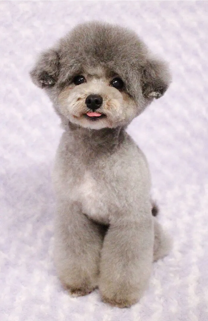 62 Dogs That Had The Makeovers Of Their Lives Done By Japanese Dog Groomer