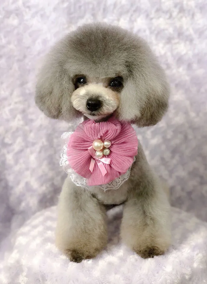 62 Dogs That Had The Makeovers Of Their Lives Done By Japanese Dog Groomer
