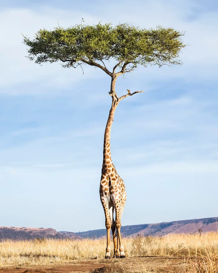 Tree Giraffe