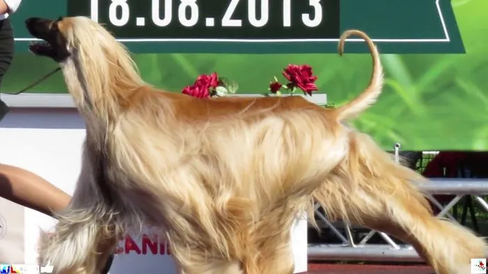 Here Are 19 Rare And Beautiful Dog Breeds That You’ve Probably Never Heard Of Until Now