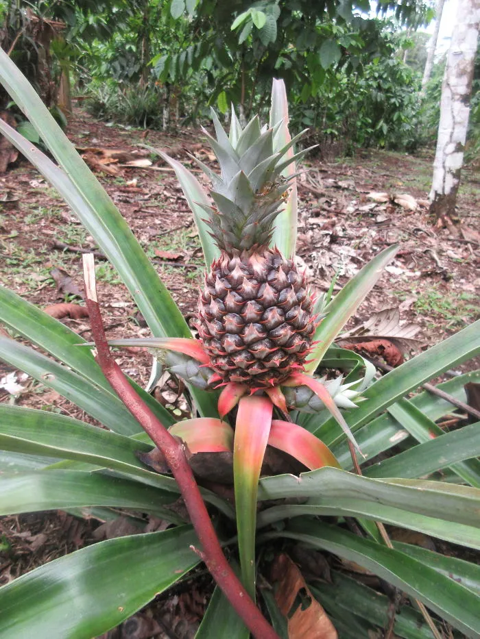 A Pineapple Plant!!