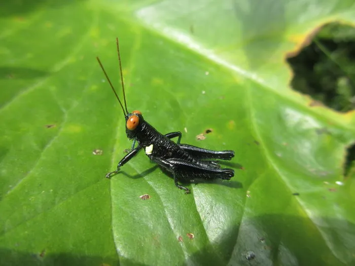 Jet-Black Grasshopper With Bright Red Eyes!