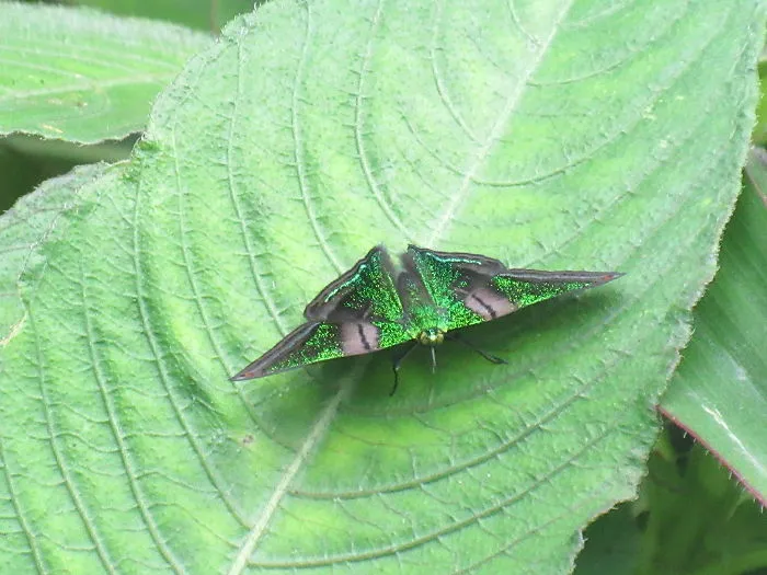 Beautiful Green Butterfly!
