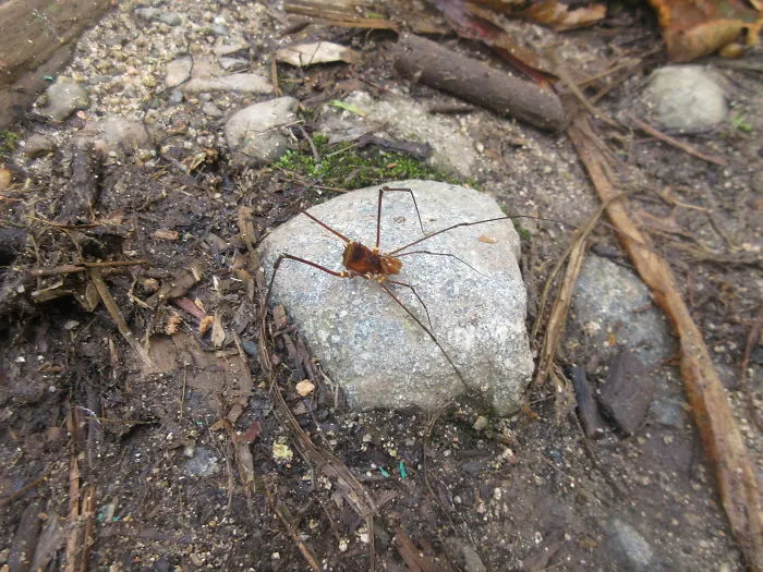 Crazy Tim Burton Looking Spider, With Legs Longer Than Your Fingers!