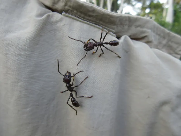 2 Inch Bullet Ants!  Climbing All Over Your Laundry....
