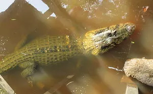 We Spent 5 Months In The Jungles Of South America, And Saw Some Crazy Things!