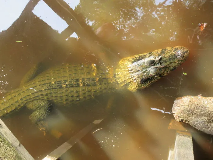 A Man-Sized Caiman!