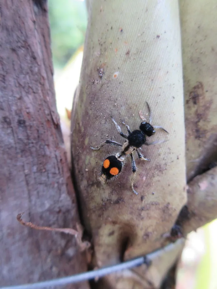 A Flightless Wasp!  I Didn't Know That Was A Thing Before!