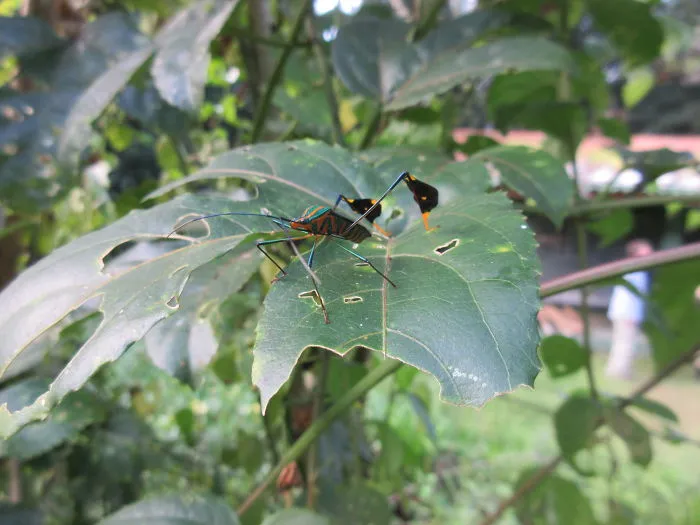 A Crazy Looking Green And Orange Bug!