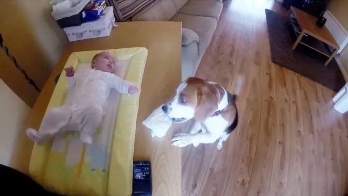 Dog Loves To Help Change Baby's Diaper