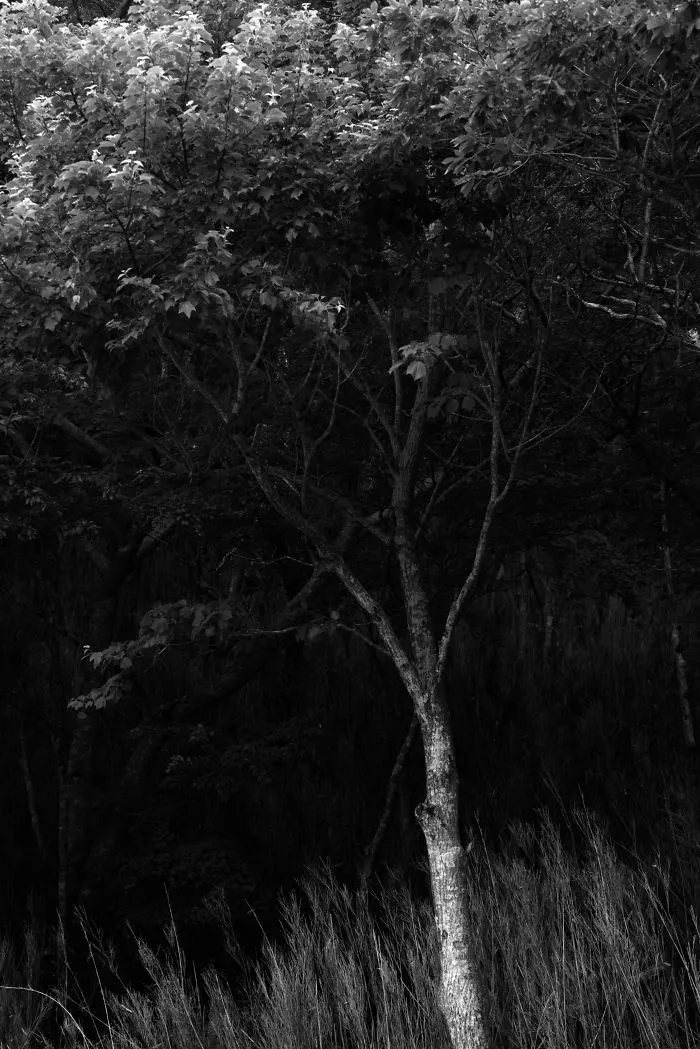 A Willowy Tree