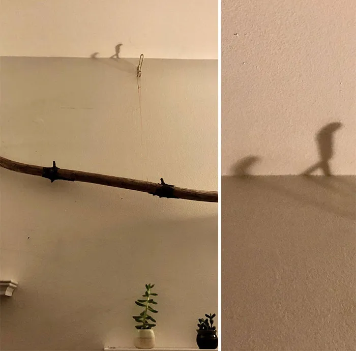 Am I High Or Is This Shadow Evolving