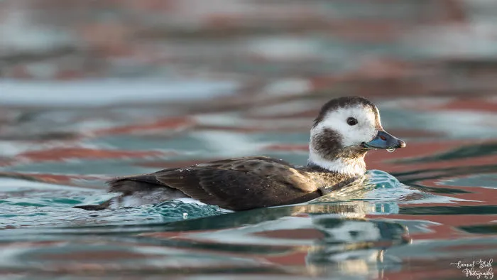 Long-Tailed Duck - The Female This Time, In  Early Morning Light
