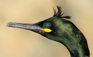 Birds Of The Arctic: Exotic Birds And Seabirds I Captured On My Trip To The Arctic Ocean (30 Pics)
