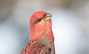 Birds Of The Arctic: Exotic Birds And Seabirds I Captured On My Trip To The Arctic Ocean (30 Pics)