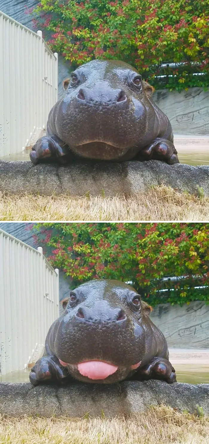 175 Of The Most Adorable Animal Mlems" Ever"
