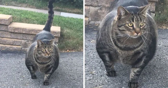 Este gato increíblemente musculoso conquista internet, y sus memes son divertidísimos