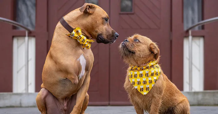 11 Wedding Pictures Of Adorable Dog Couples