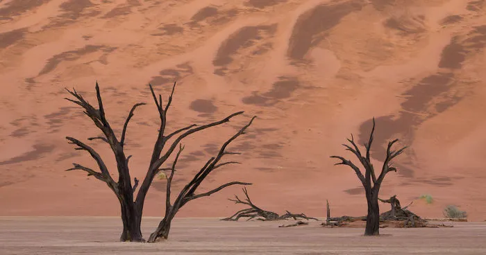 Images Of The Dead Trees Of Deadvlei In Magical Mist After A Rainstorm