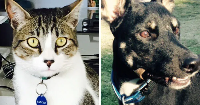 Former Stray Animals In Ecuador Are Moving To Europe