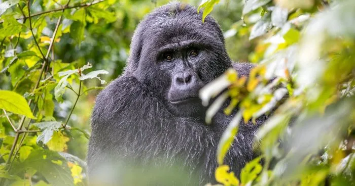 I Went Gorilla Tracking In The Pouring Rain In Uganda And Got Very Wet (But It Was Amazing)
