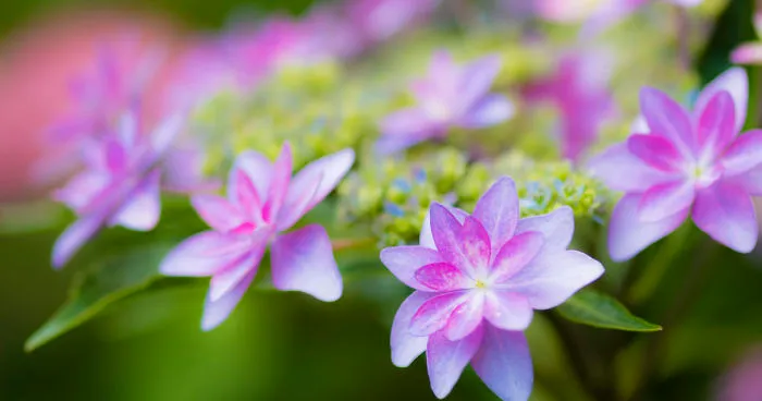 I Photographed The Peaceful World Of Flowers