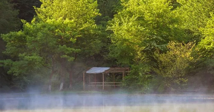 When You Find Yourself In The Forest At The Right Time...