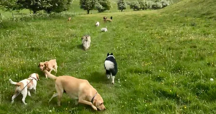 We Took Our Daycare Dogs On A School Trip