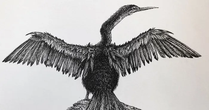 Birds By Bas Geeraets