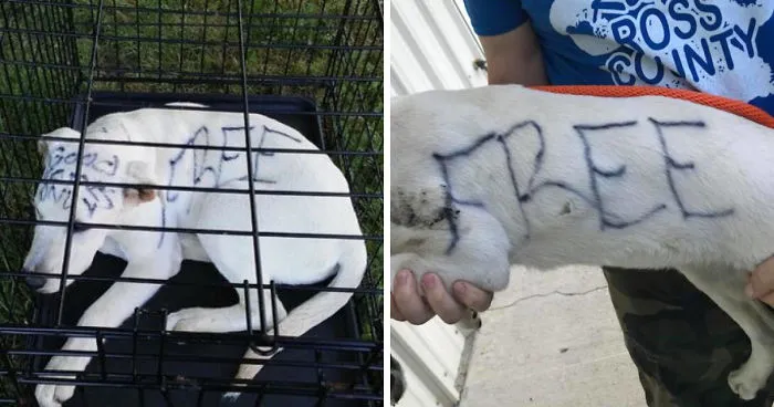This Abandoned Dog Was Found Locked In A Cage At A Park, But It's Not The Worst Part Of Her Story