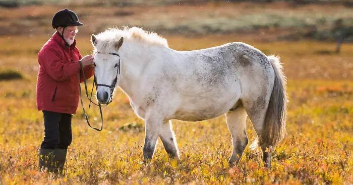 We Love Horses
