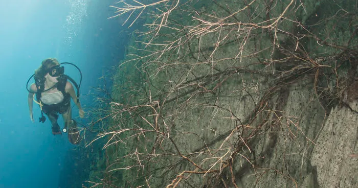 Seven Wonderful Photos Of An Out-Worldly Underwater Lake Which Will Make You Want To Go And Explore It Now...