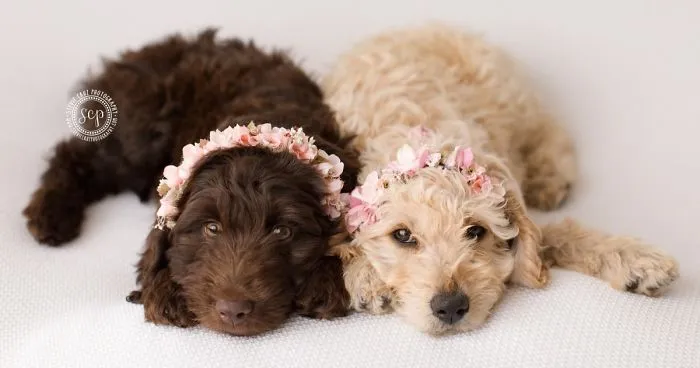 Puppy 'Newborn' Pictures: I Dressed Up My Dogs