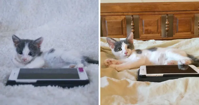 A Chance At Life: A Kitten's Story