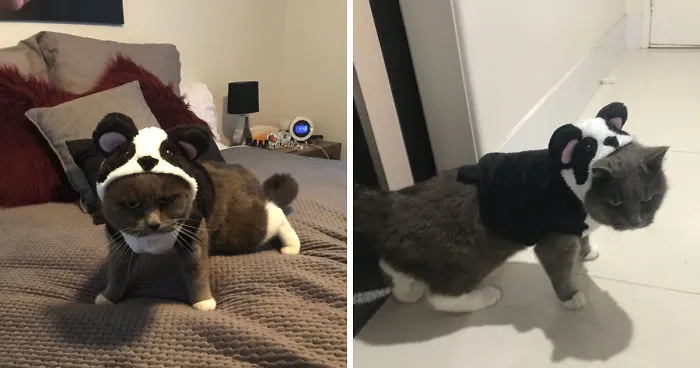 After This, My Moms Cat Went Seeking Out For Revenge