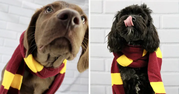 I Took Doggo School Pictures And These Are The Bloopers (So Far!)